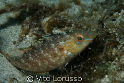 Fishs - Labrus bimaculatus by Vito Lorusso 